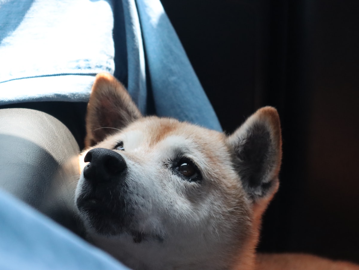 Happy dog traveling with PawPort
