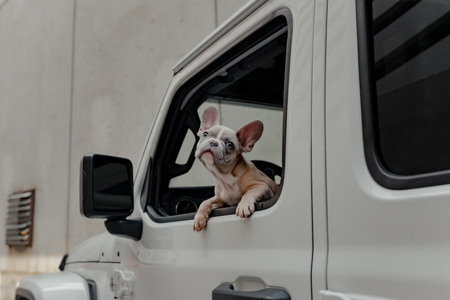 Happy dog on a road trip with PawPort